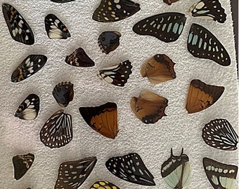 REAL Butterfly Wings, Laminated or Glassine-Packed, for Creative Crafting, Ideal for DIY Crafts