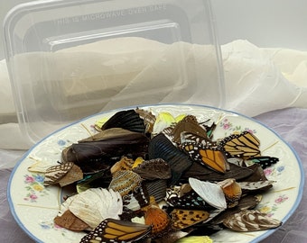 REAL Butterfly wings for Craft/Art projects