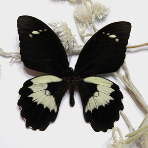 Papilio Gambrisius Swallowtail Butterfly: Colossus Wall Art Display
