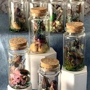 Insect Trio - Miniature Ecosystem With Exotic Insects, Educational and ...