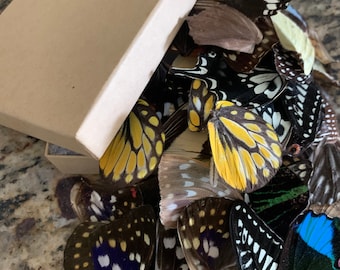 Eco-Friendly Butterfly Wings: Craft & Collage Supplies