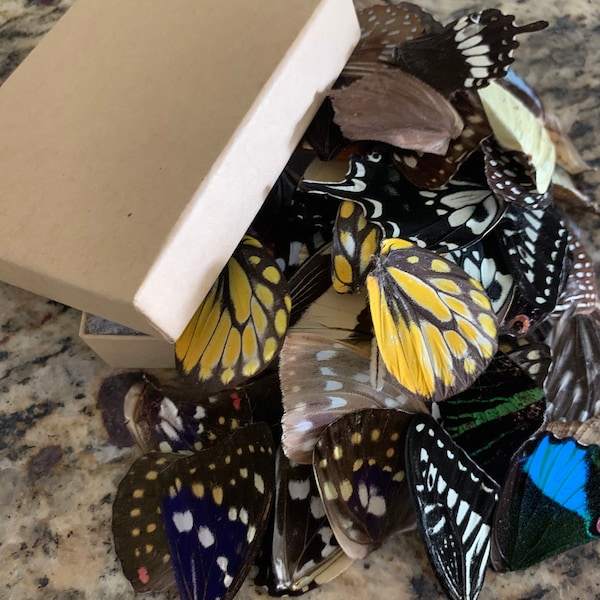 Butterfly Wings Etsy