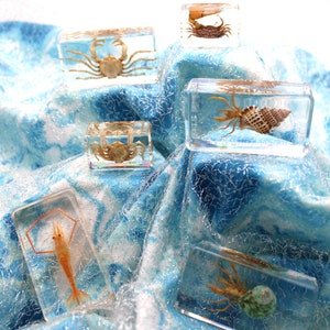 Insect in Resin Blocks, Handcrafted Display Pieces, Perfect for Entomology Collections or Teaching Aids