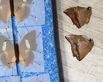 Folded Butterflies - Ethically Sourced Charaxes Bernardus, Tawny Rajah Specimen, Exotic Home Decor & Educational Display