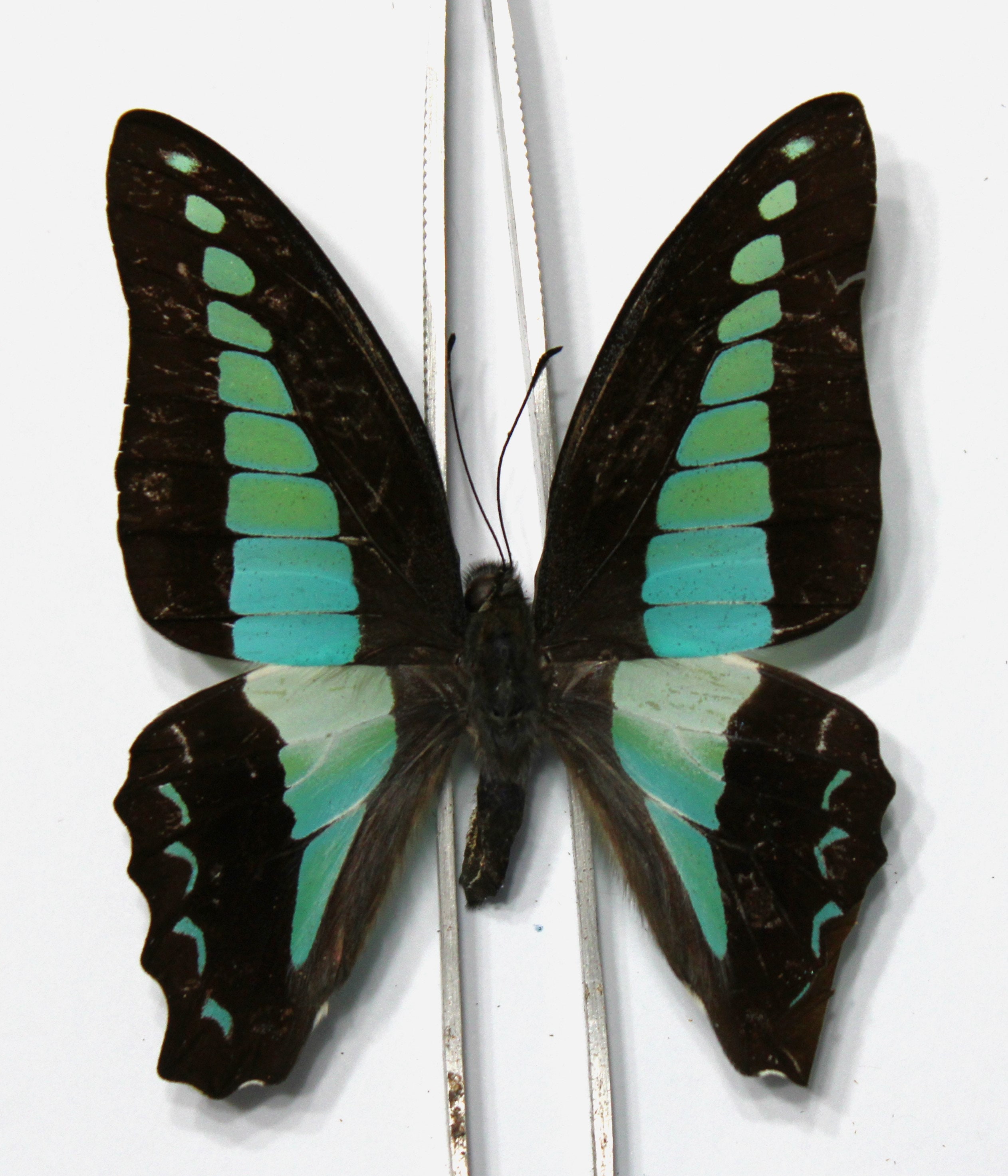Triangular Swallowtail Folded Butterflies - Blue Triangle or Bluebottle Swallowtail, Ethically ...