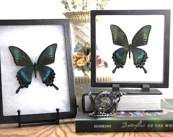 May include: Two framed butterfly specimens with black frames and white mounts. The butterflies are green and blue with black markings. The frames are on a wooden surface with a book and a pocket watch.