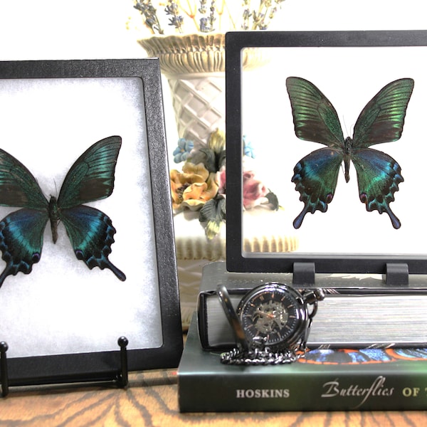 Spread Butterfly Art - Alpine Black Swallowtail, Ethically Sourced Papilio Maackii Butterfly (summer form), Great gift