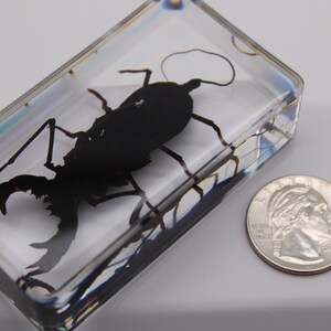 Insect in Resin - Real Whip Scorpion (Uropygi) Encased in Clear Resin Block, Unique Educational Tool