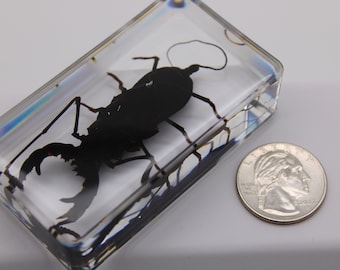 Real Whip Scorpion in Resin – Entomological Display