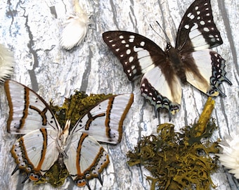 Folded Butterflies Polyura Eudamippus, Ethically Sourced Specimen, Nature-Inspired Home Decor, Unique Crafters Gift