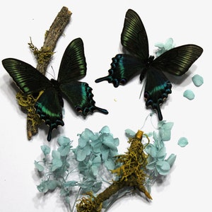 Folded Papilio Maackii - Spring