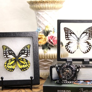 Framed Prioneris Thestylis Butterfly: Ethically Sourced Summer Form