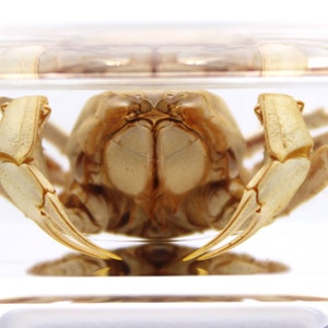 Insect in Resin Display -  Soldier Crab Specimen - Unique Home Decor & Educational Tool - Nature Enthusiasts Gift