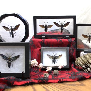 Megascolia Velutina & Procer DUO Set, Displayed in 3D and Riker Frame, Educational Insect Decor, Nature Lovers Gift