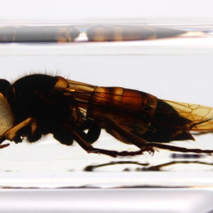 Asian Giant Hornet, Authentic Vespa Mandarinia Specimen, Ideal for Science Education or Bug Collection, Nature Gift