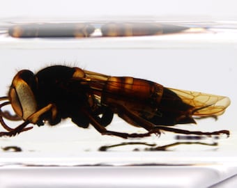 Asian Giant Hornet Specimen, Clear Resin Block, Entomology Gift