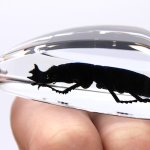 May include: A clear, rectangular keychain with a silver metal ring. Inside the clear resin is a black silhouette of a beetle. The keychain is held up against a white background.