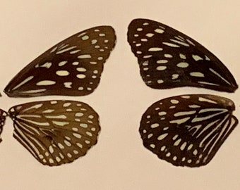 Ethically Sourced Tirumala Septentrionis Wings (8) - Ideal for Scrapbooking, Unusual Present for Craft Enthusiasts