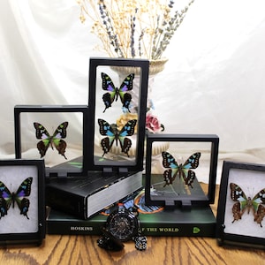 Stunning Butterfly DUO in 3D Floating and Riker Frames, Features Rare Graphium Weiskei and Stresemanni specimens