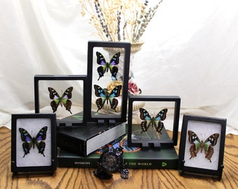 Stunning Butterfly DUO in 3D Floating and Riker Frames, Features Rare Graphium Weiskei and Stresemanni specimens