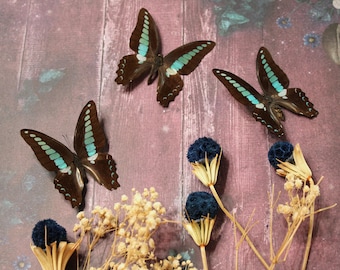 Graphium Sarpedon Schmetterling Probe: Ethisch hergestelltes Bluebottle Dekor