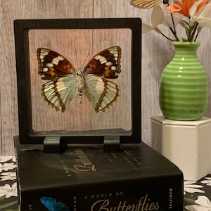 Framed Butterfly Mimathyma Schrenckii, 3D Floating Display, Ethically Sourced, Perfect Gift for Nature Lovers