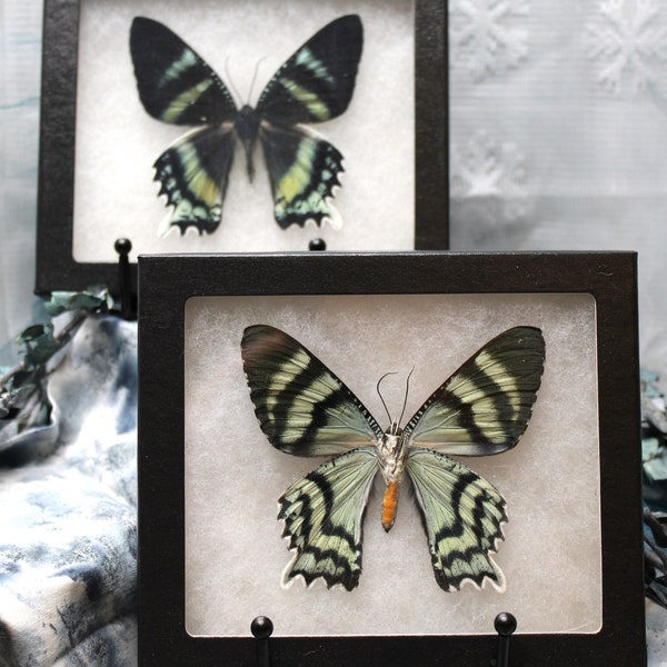 Moth in Frame - Etsy