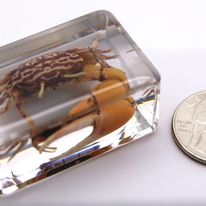 Insect in Resin - One-of-a-Kind Fiddler Crab Specimen, Ideal Gift for Marine Life Admirers