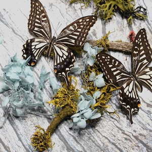 Folded Butterflies, Japanese Swallowtail Art, Ethically Sourced Papilio xuthus, Educational Nature-Inspired Gift