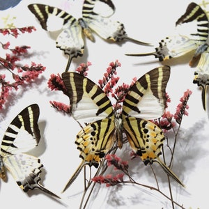 Gefaltete Schmetterlinge - Ethisch hergestellter Fünf-Balken-Schwertschwanz, DIY Lepidoptery Kit, Gefaltete Flügel zum Basteln, Natur Geschenk