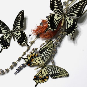 Folded Butterflies - Ethically Sourced Papilio xuthus, Yellowish & Black Pattern, Ideal for Crafters and Nature Gifts