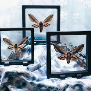 Framed Moth Display -Exquisite Sphinx Ligustrii (The Privet Moth) , 3D Floating Frame, Conversation Starter, Unique Gift