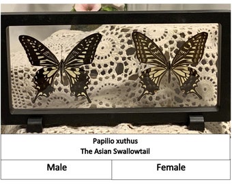 PAIR of Papilio Xuthus in a 3D Floating Frame.....The Asian Swallowtail - (Male and Female)