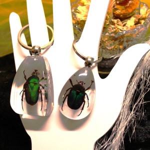 Resin-Encased Beetle, Captivating Jewelry or Accessory, Distinctive Personal Style Statement, Exceptional Gift for Art Enthusiasts