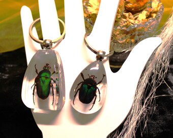 Resin-Encased Rose Chafer Beetle: Jewelry or Keyring