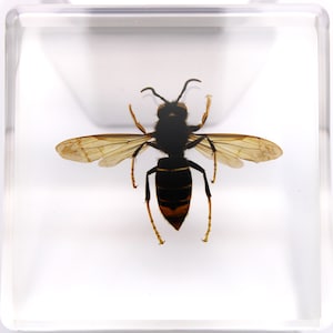 Asian Hornet Encased in Resin, Fascinating Science Display, Ideal for Insect Collectors, Unique Educational Gift