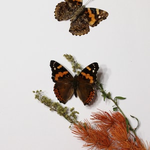 Ethically Sourced Vanessa Indica Butterfly: Himalayan Decor, Indian Red Admiral Wall Art