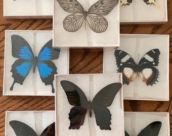 Pre-Spread Butterfly Specimens - Ethically Sourced, Educational or DIY Crafting Project, Ready for Mounting