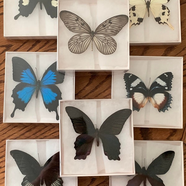 Pre-Spread Butterfly Specimens - Ethically Sourced, Educational or DIY Crafting Project, Ready for Mounting