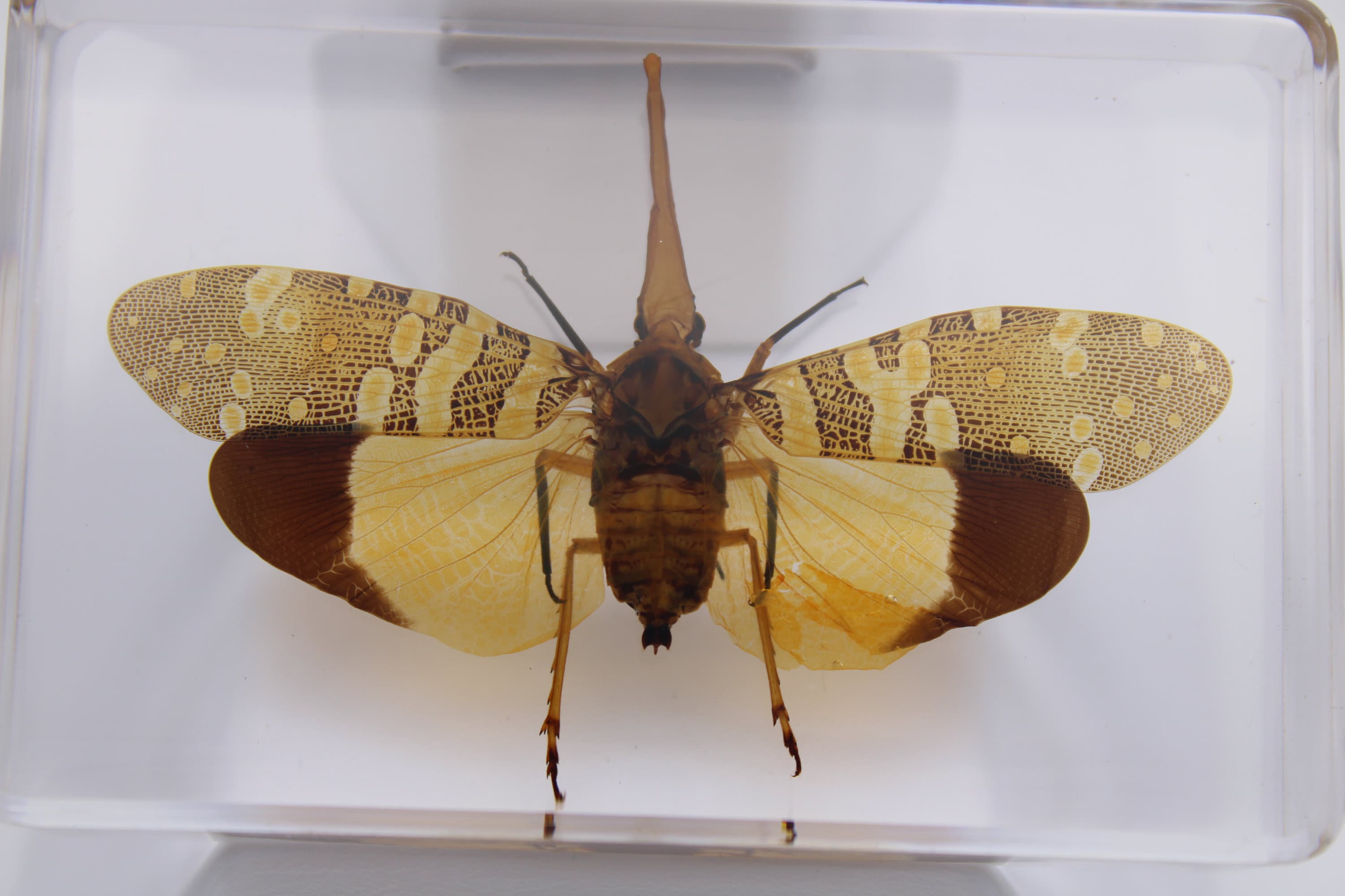 Handcrafted Insect in Resin Block, Educational Specimen Display - Etsy