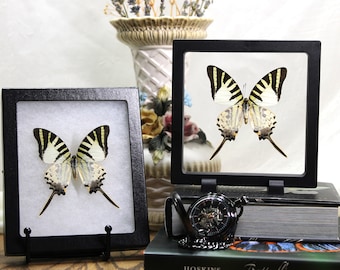 Framed Graphium Antiphates Butterfly: Nature Wall Art