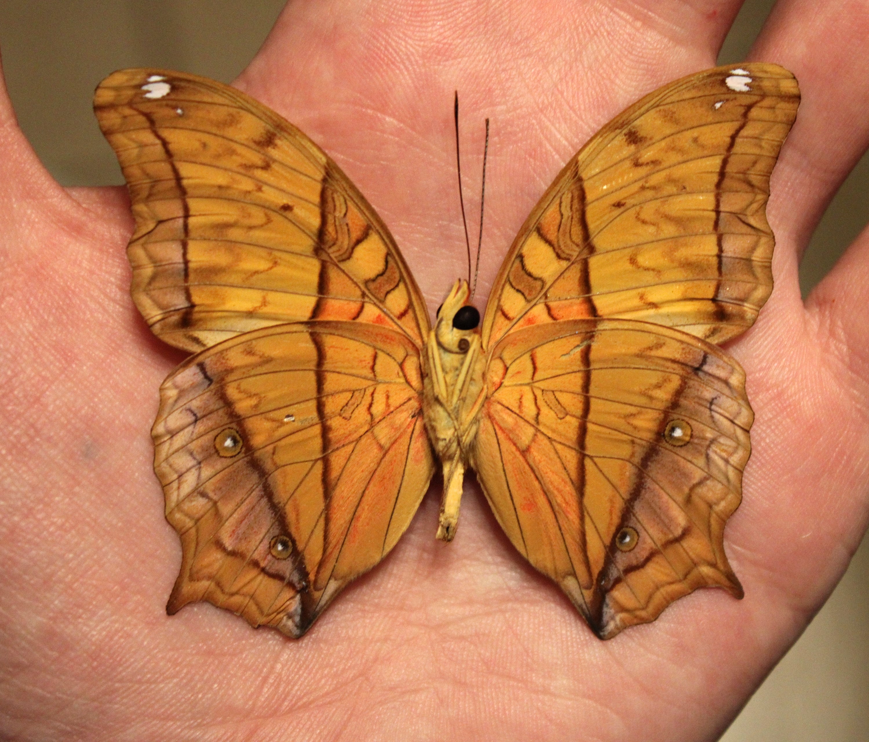 額装されたヴィンドゥラ・エロタ蝶 - 実物大の保存状態の良いコモン