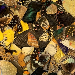 Sustainable Butterfly Wings: Assorted Craft Specimens, Nature Lover Gift