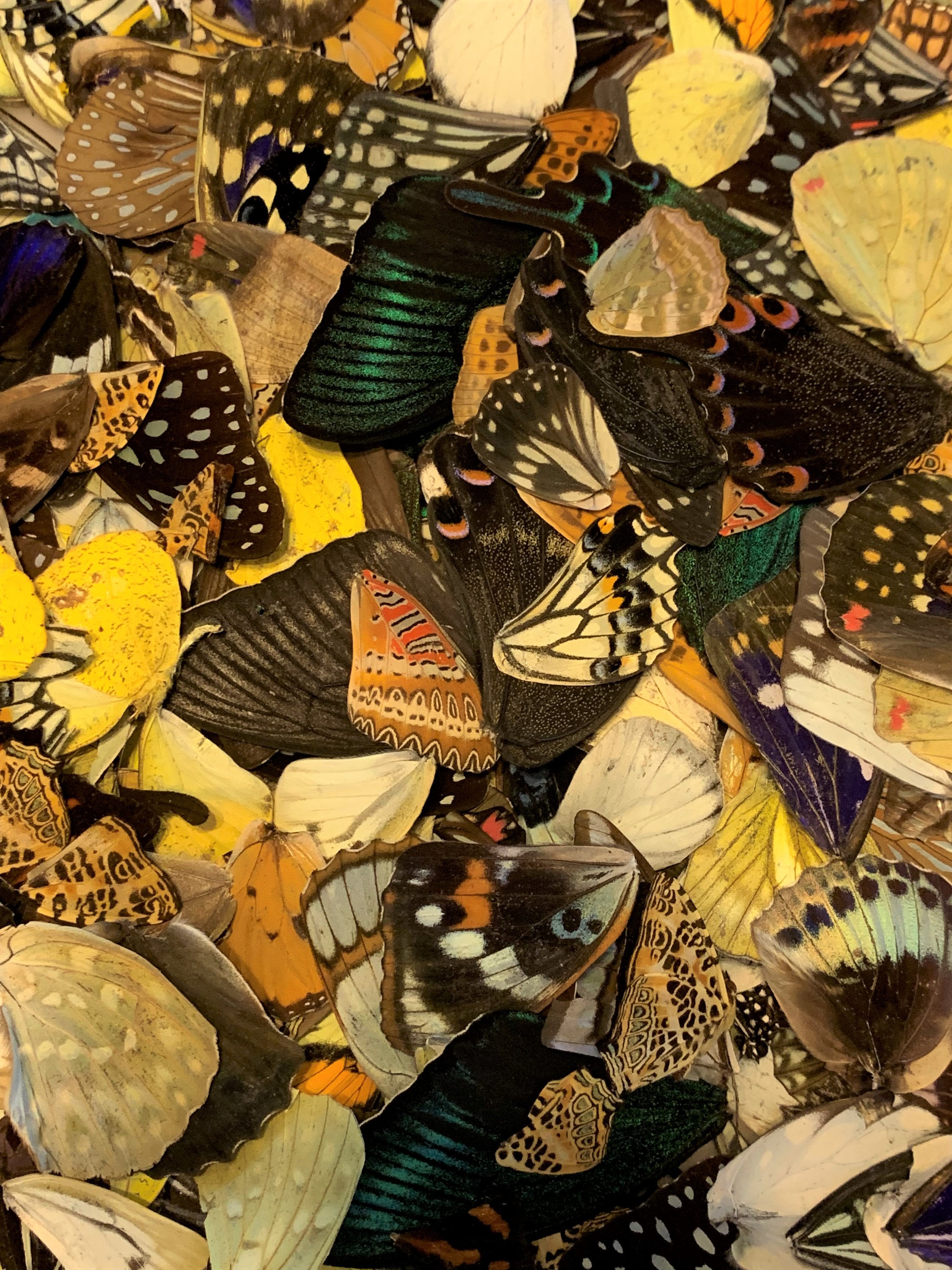 Sustainable Butterfly Wings: Assorted Craft Specimens, Nature Lover Gift