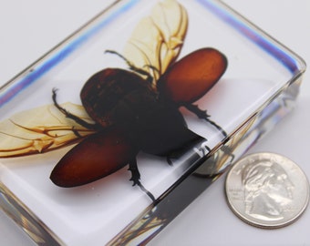 Japanese Rhino Beetle in Resin – Handcrafted Entomology Display