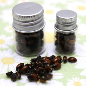 Red Ladybug Specimens, Packed in Screw Lid Glass Jars for Safe Shipping, Ideal Gift for Bug Collectors