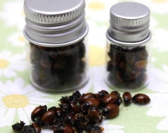Dried Ladybug Specimens: Hippodamia convergens in Glass Jar