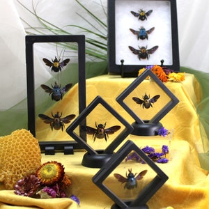 Colorful Carpenter Bee Collection, Displayed in 3D Floating or Riker Frame, Ideal Home Decor, Insect Enthusiast Gift