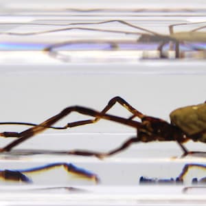 Golden Silk Spider Resin Block, Handmade Educational Art, Unique Nature Decor, Perfect Gift for Science Enthusiasts