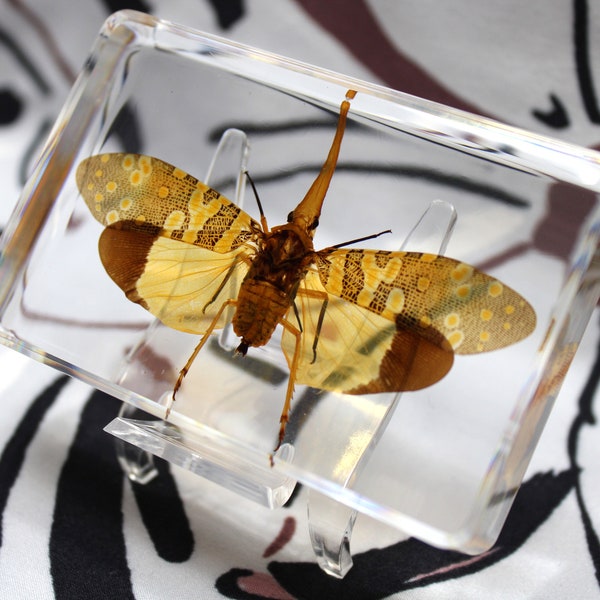 Preserved Longan Lanternfly in Quality Resin, Distinctive Decorative Piece, Ideal for Insect Enthusiasts